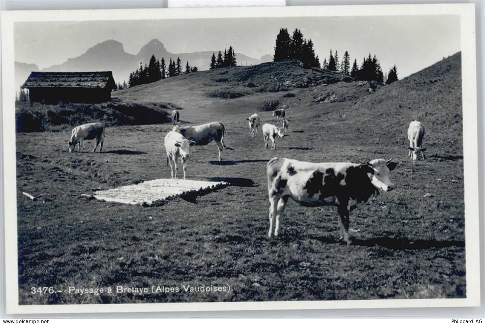 Bretaye - Kuh AKU2 - 50699035