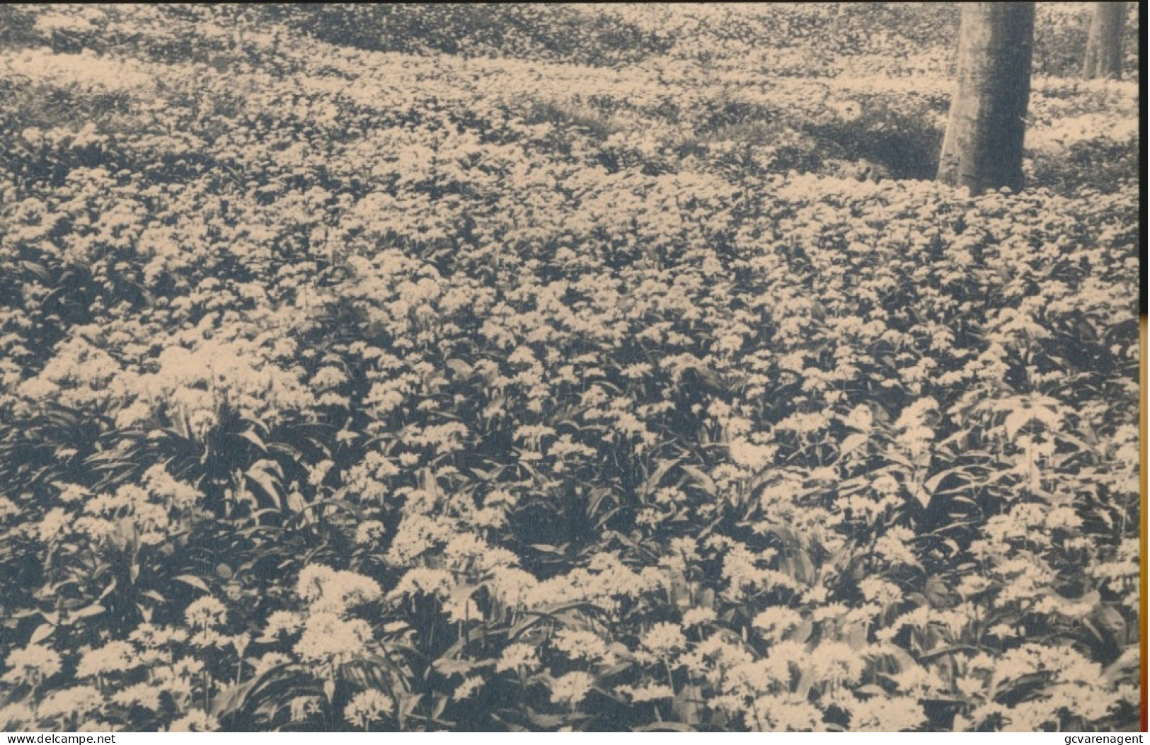 BRUXELLES.  ZONIËN =  DE LOOKBLOEMEN       ZIE AFBEELDINGEN