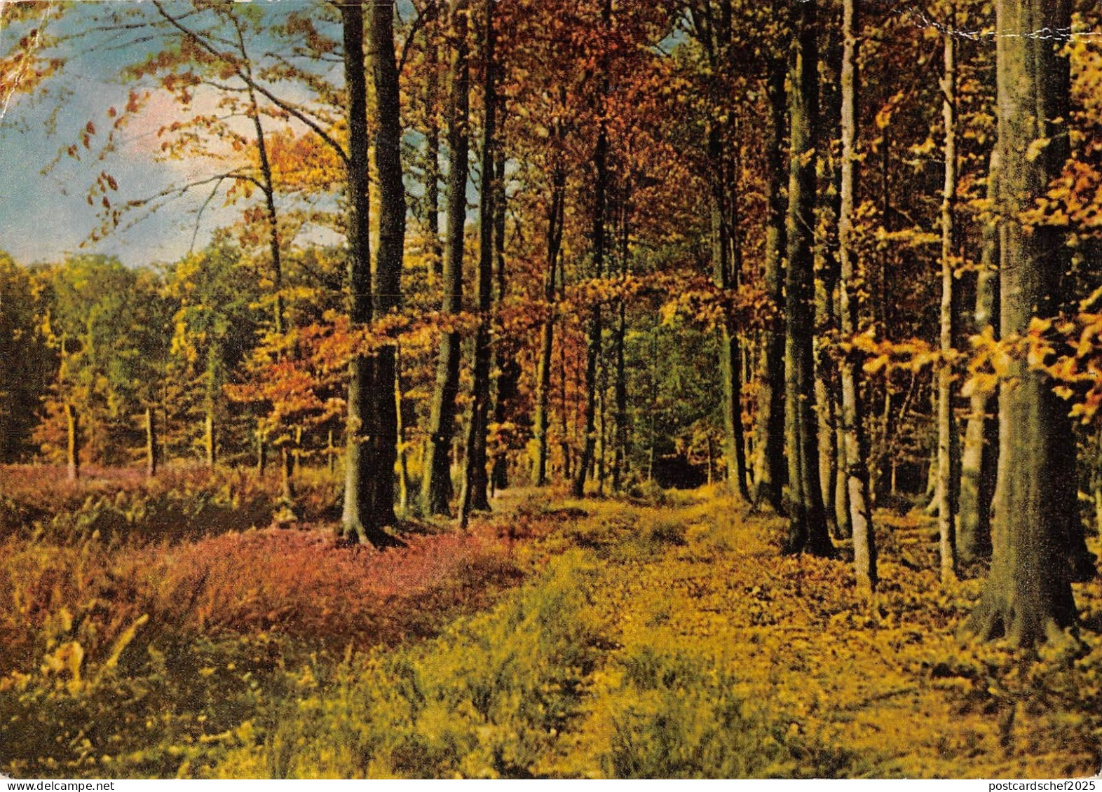 BT10944 Luneburger heide     Germany