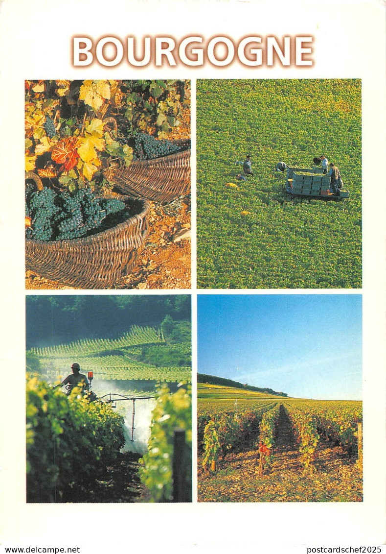 BT3312 Bourgogne        France