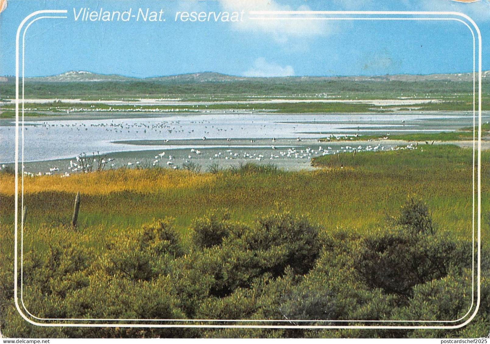 BT4665 Vlieland ant reservaat Netherlands