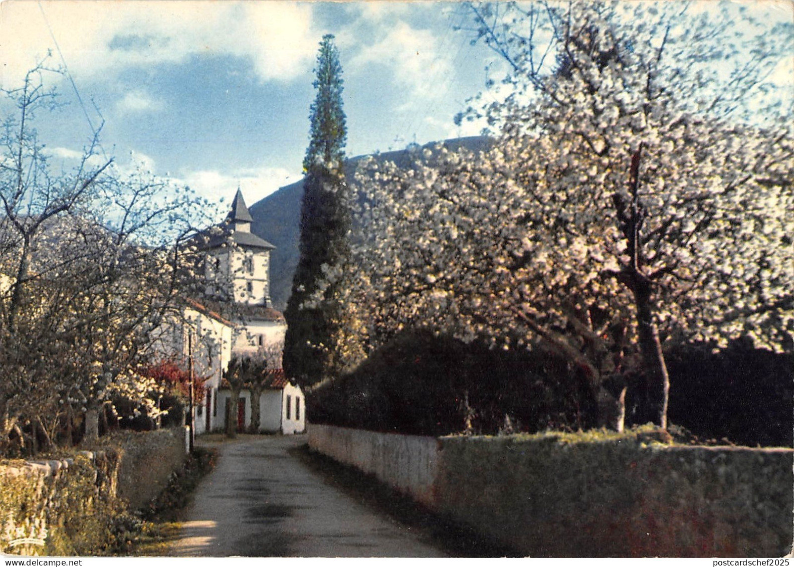 BT5787 Itxassou l eglise et les cerisiers en fleurs        France