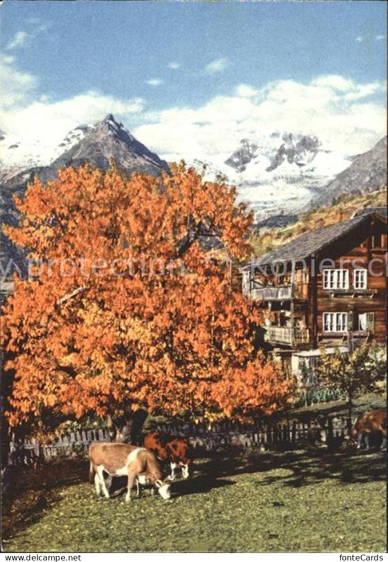 Buerchen Haus Kuehe mit Bietschhorn