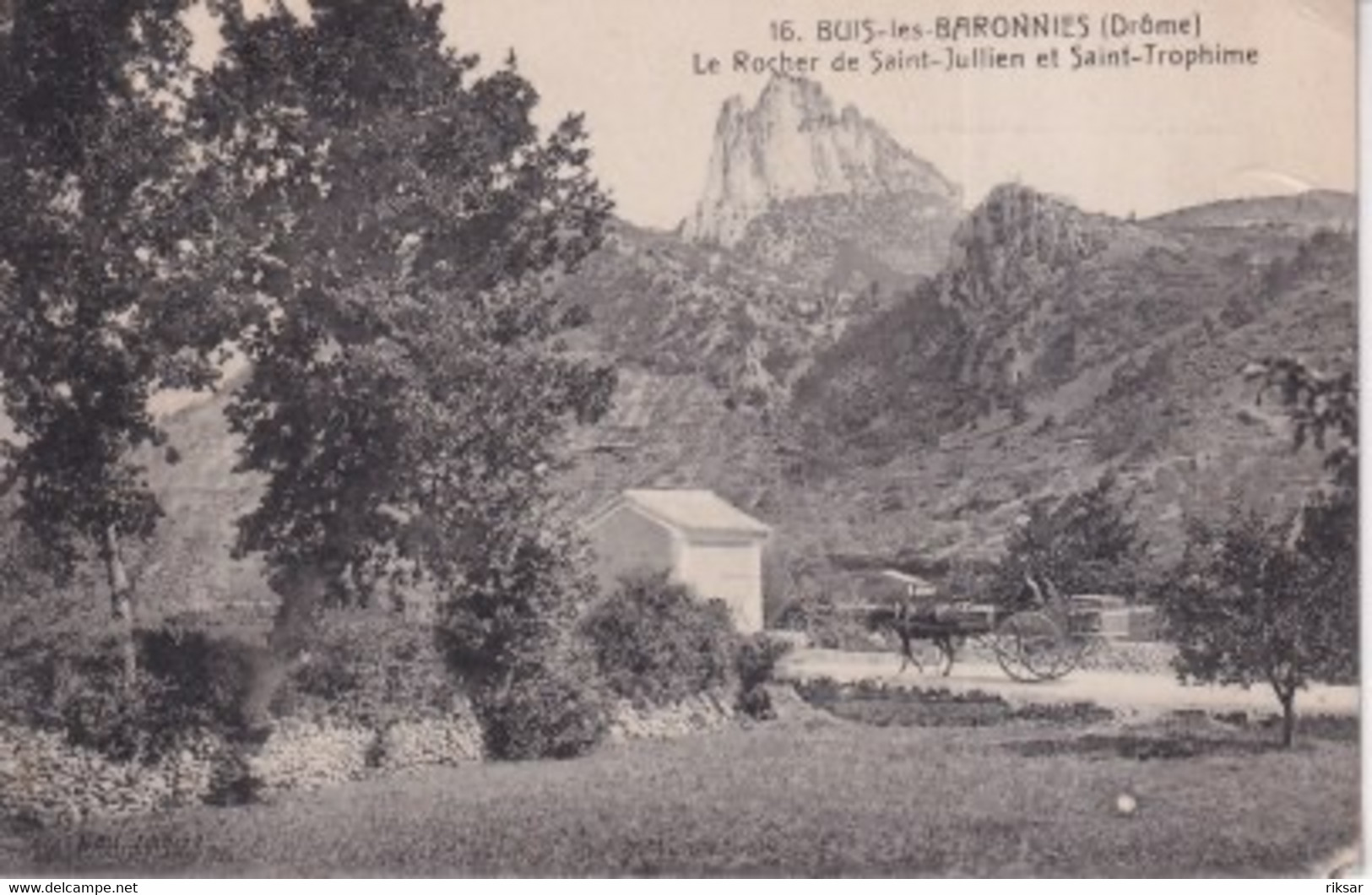 BUIS LES BARONNIES(ARBRE)