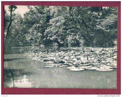 A13155 / RIVER Kamchiya Kamtschija Kamtschia -  FLOWER - Waterlily - Bulgaria Publ. "Bulgarian photography"  A-12 / 1960