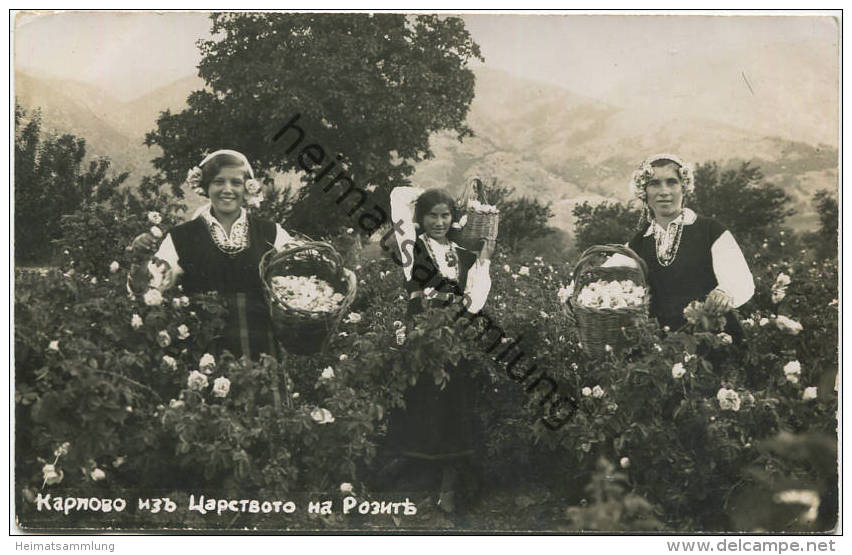 Bulgarien - Rosenblätter-Pflückerinnen - Foto-AK