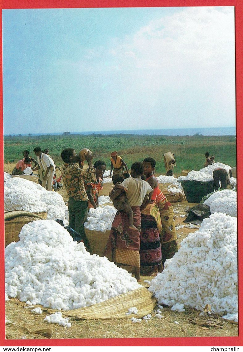 Burundi - Marché de coton