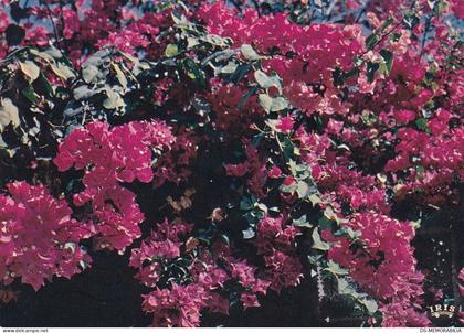 Burundi Bougainvillea 1977