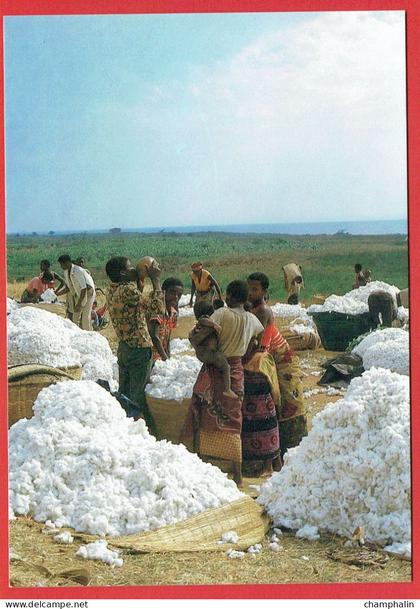 Burundi - Marché de coton