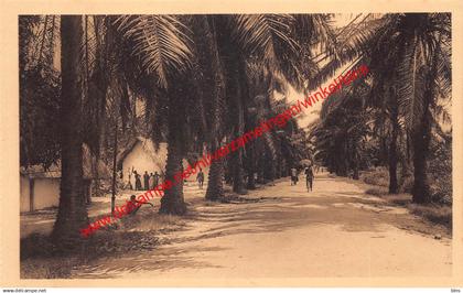 Usumbura - Allée des Palmiers - Bujumbura Burundi