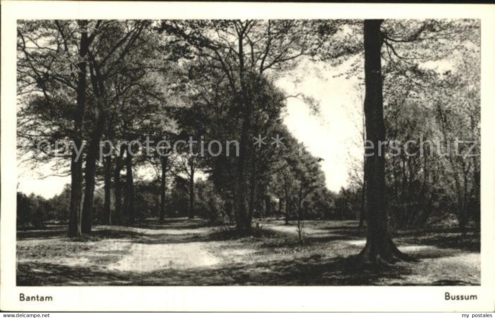 Bussum Bantam