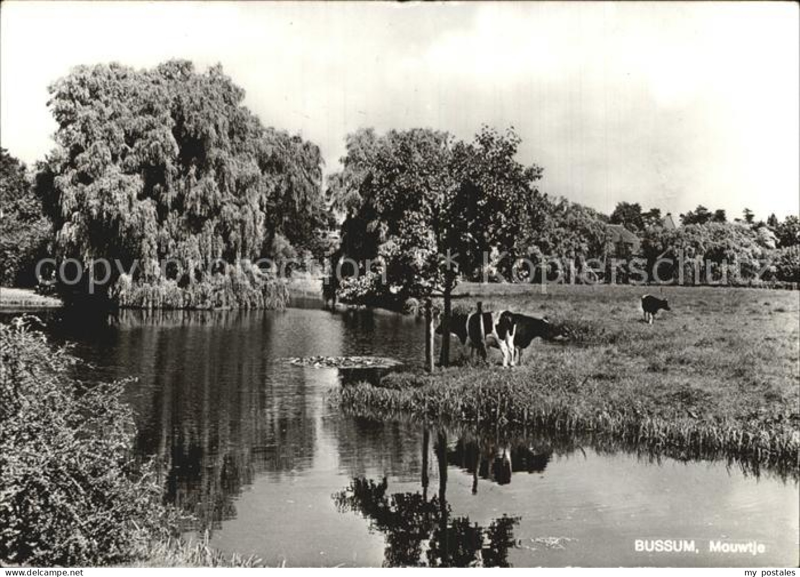 Bussum Mouwtje