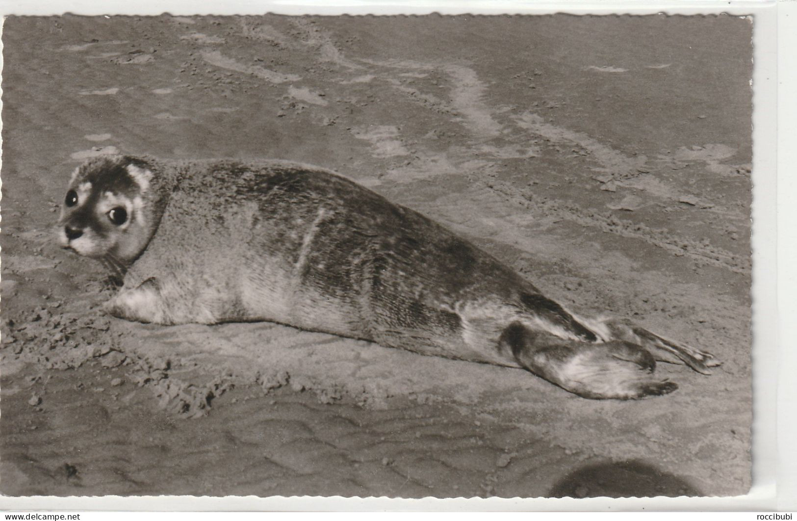 Büsum, Seehund am Strand