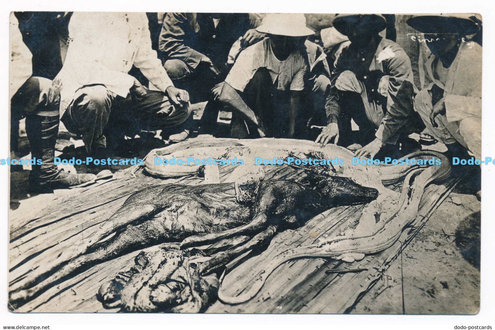 C000950 The snake anaconda ate the deer. Postcard