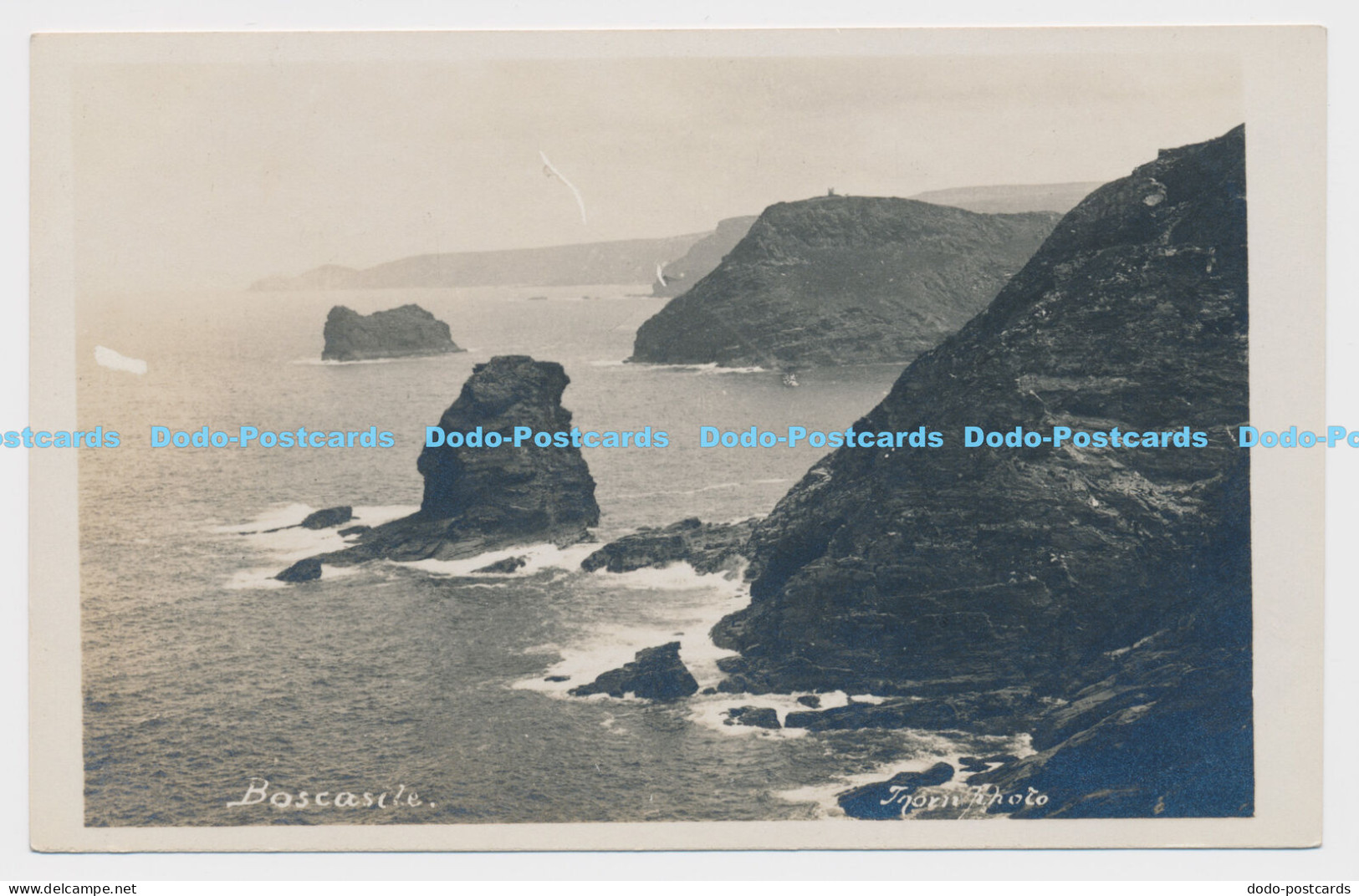 C006248 Boscastle. Thorn Photo