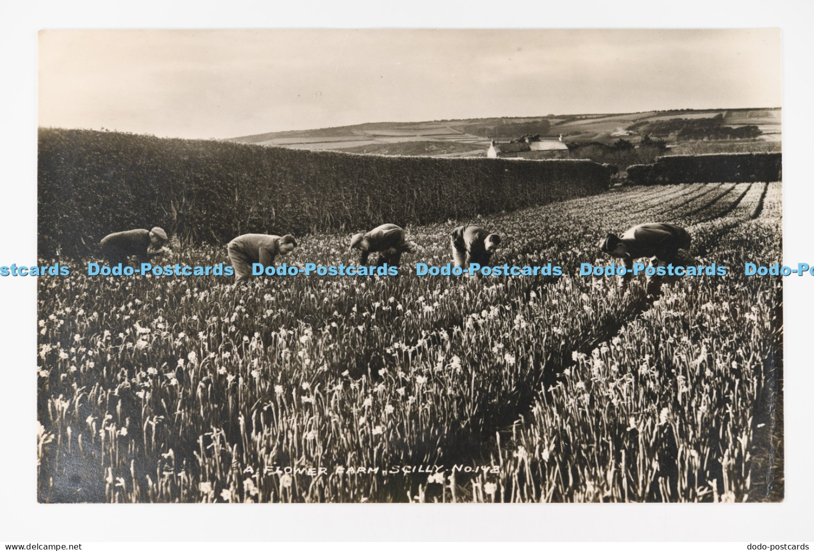 C030209 Scilly Flower Farm PM St Mary Isles of Scilly 1946