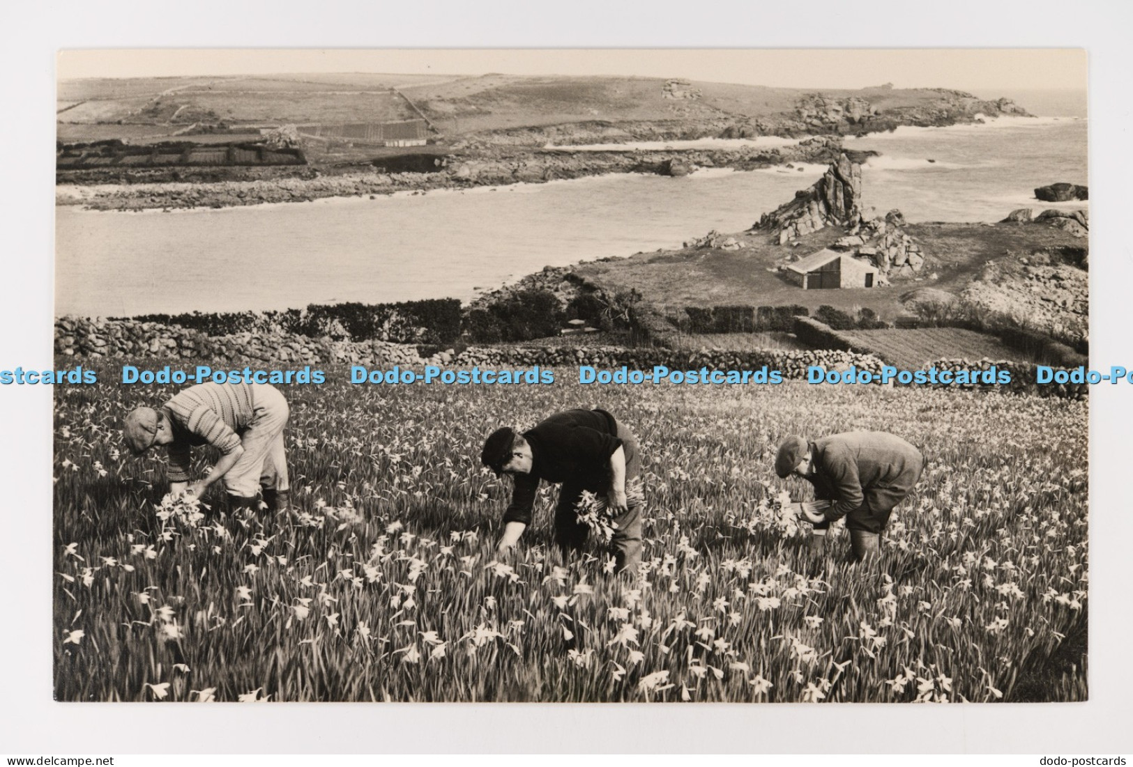C030225 Picking Princeps Gibsons Scilly Isles