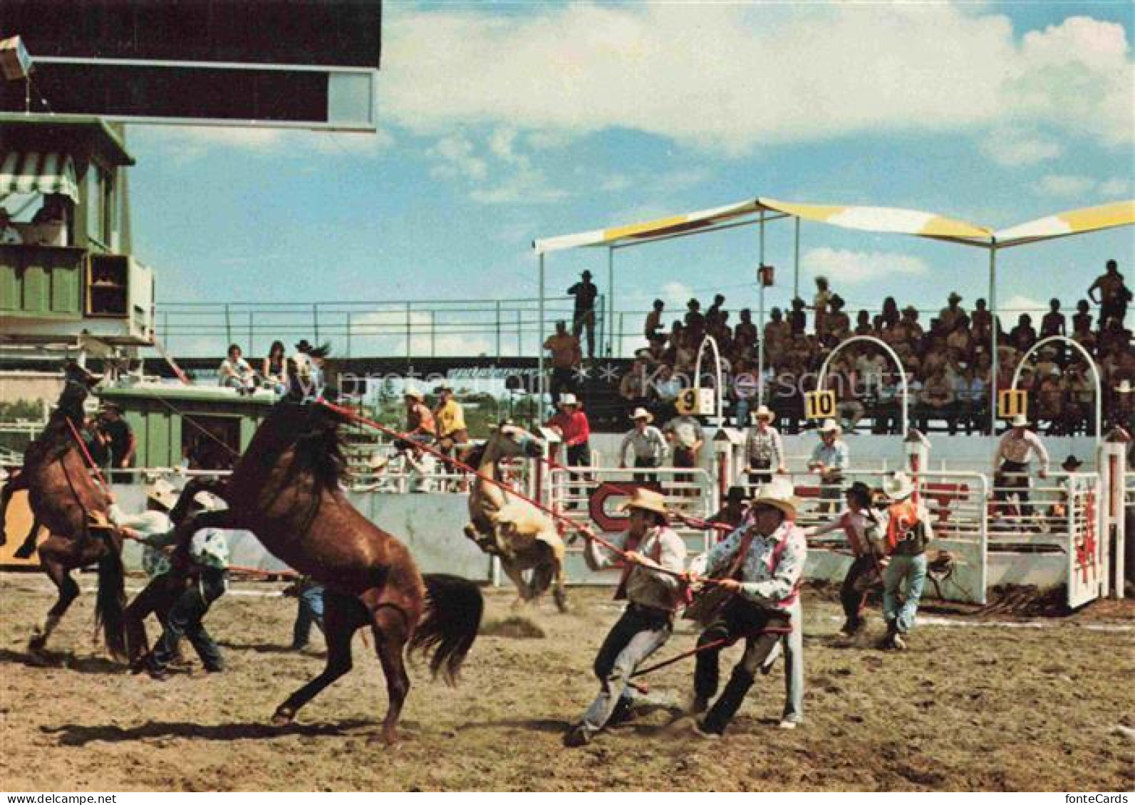 Calgary Alberta Canada Calgary-Stampede Wild-Horse-Race Cowboys Mustangs Rodeo A
