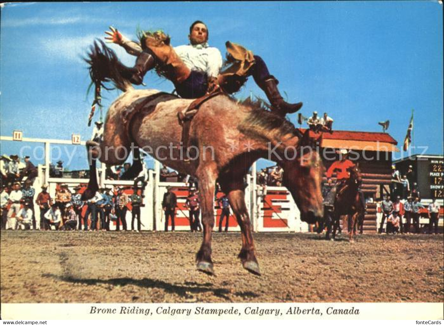 Calgary Bronc Riding Calgary Stampede