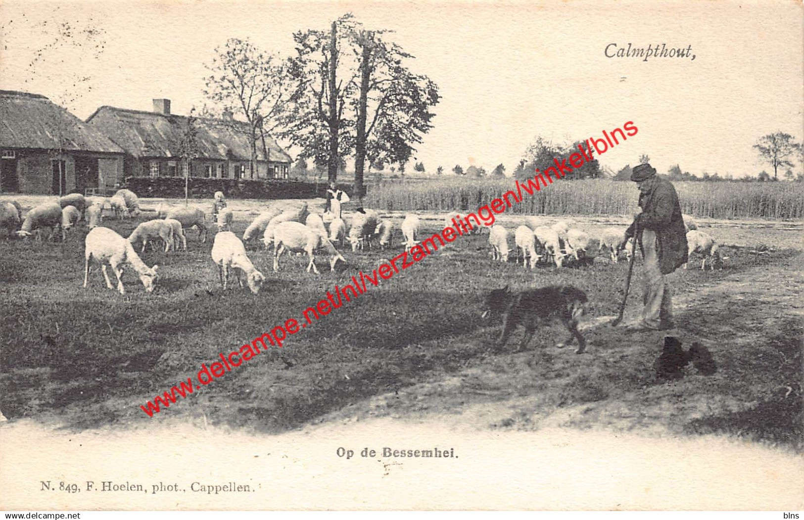 Calmpthout - Op de Bessemhei - F. Hoelen - Kalmthout