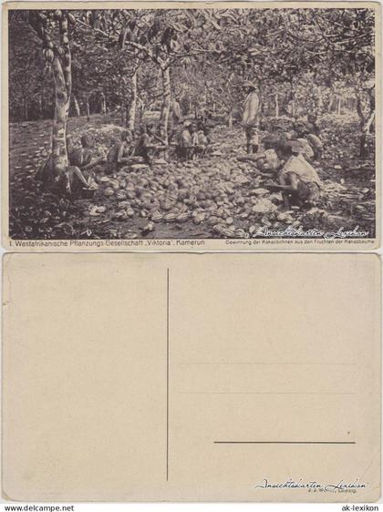 Westafrikanische Pflanzungs-Gesellschaft Viktoria, Kamerun Kakaobohnen 1929