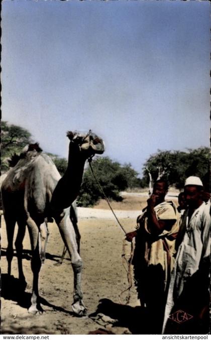 CPA Abeche Tschad, Un dromadaire
