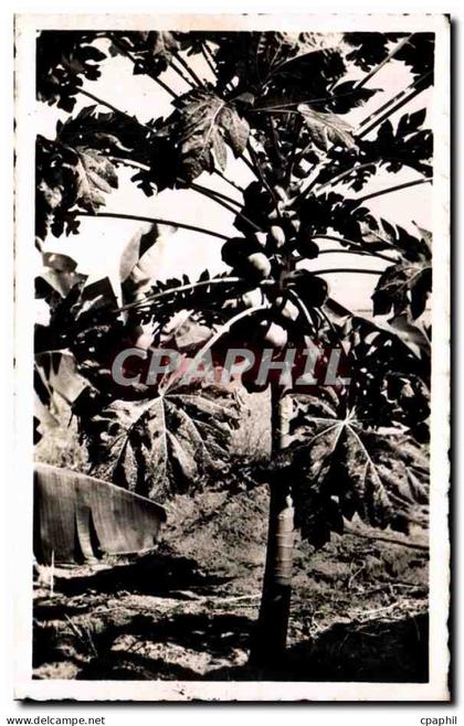 CPA Cameroun papayier AEF