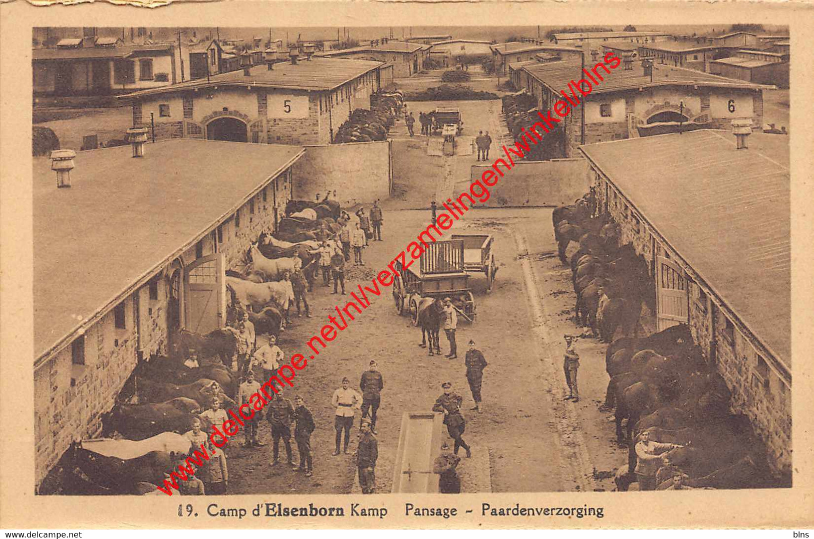 Camp d'Elsenborn Kamp - paardenverzorging - pansage - Elsenborn (Kamp)