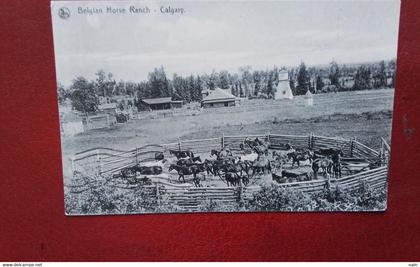 CANADA - CALGARY - " BELGIAN HORSE RANCH  . CALGARY  " - CHEVAUX.... " RARE " ----