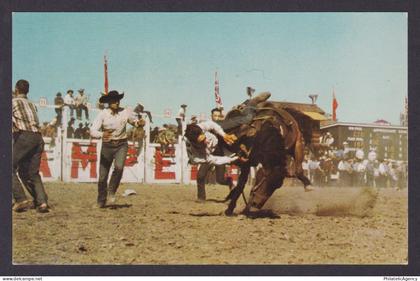 Postcard, Canada, Stampede , Calgary Alberta