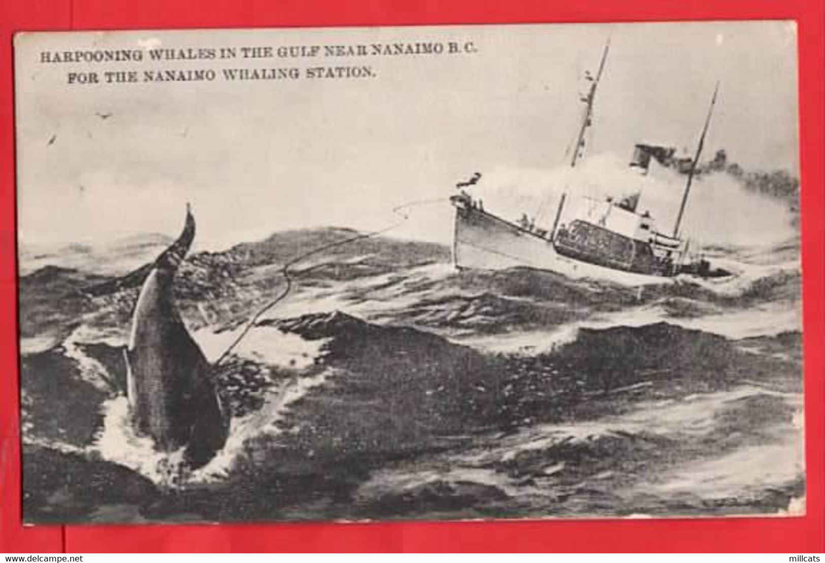 CANADA  BC      NANAIMO    HARPOONING WHALES   FISHING INDUSTRY