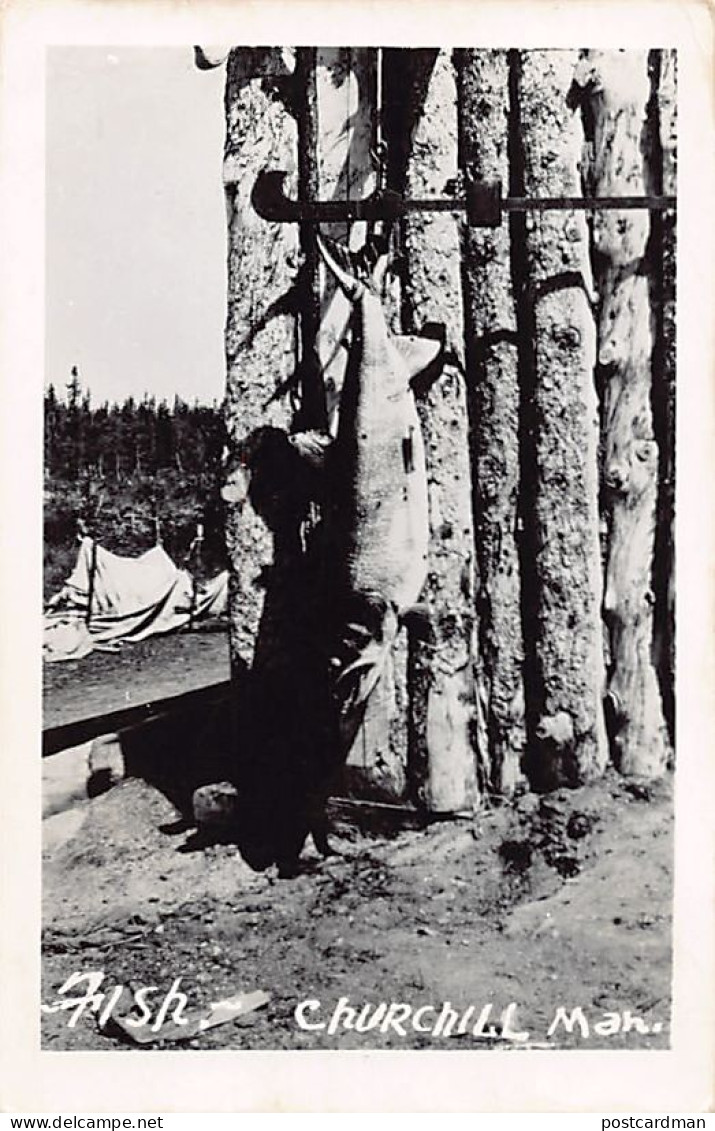 Canada - CHURCHILL (MB) Fish - REAL PHOTO