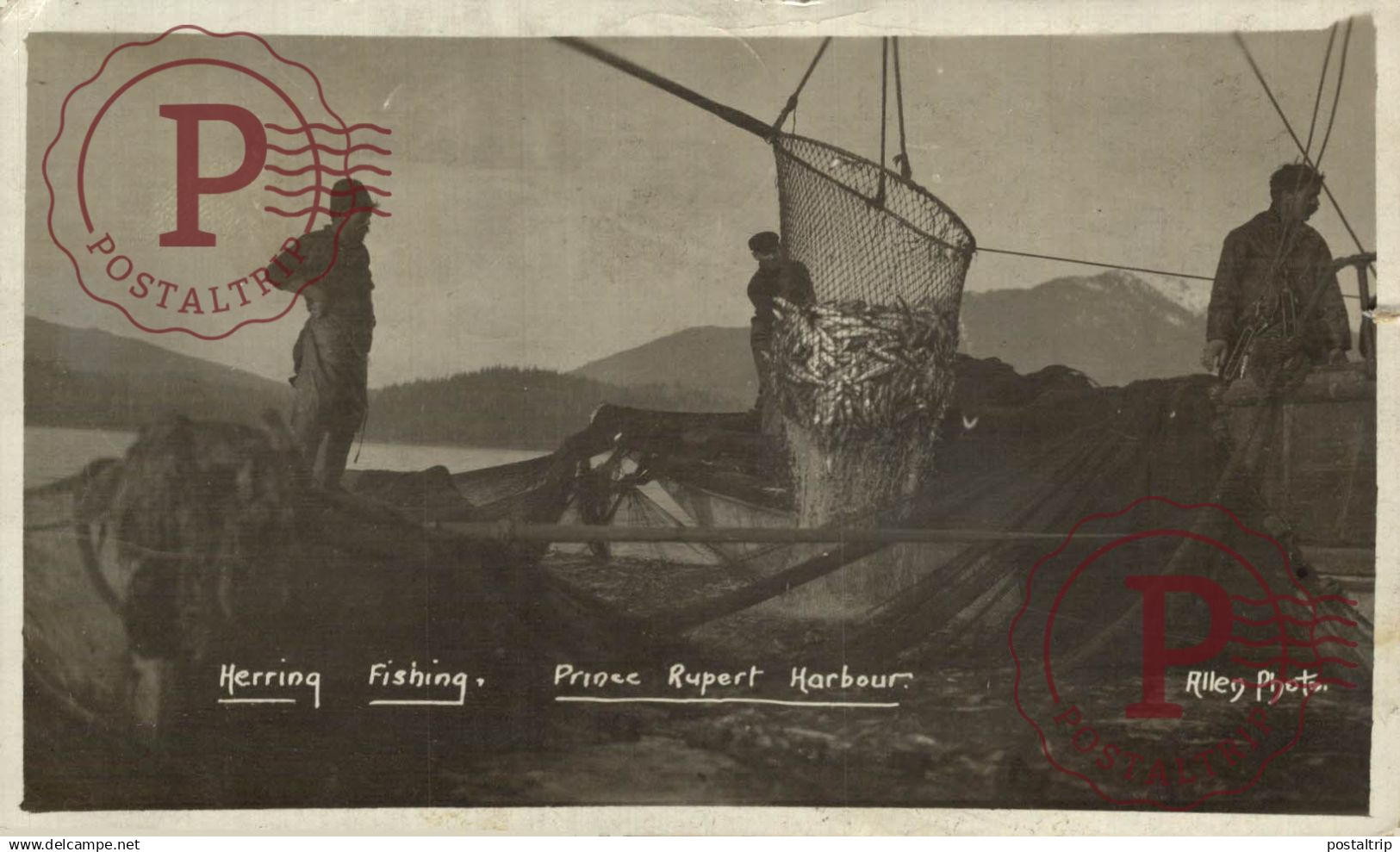 CANADA. HERRING FISHING PRINCE RUPERT HARBOUR. ALLEN PHOTO. RPPC. FOTOGRAFICA.