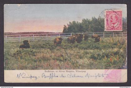 Postcard, CANADA, Winnipeg, Buffaloes, at Silver Heights