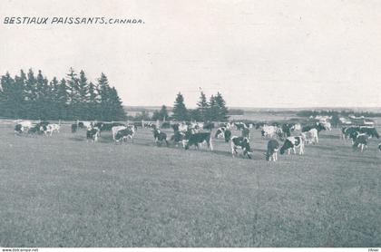 CANADA(VACHE) SAINT JEAN