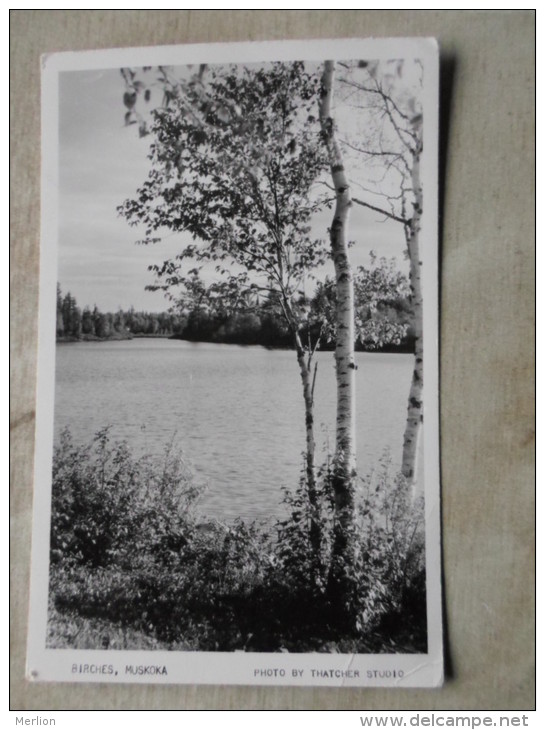 Canada - Ontario - Birches - MUSKOKA -  RPPC    D124212
