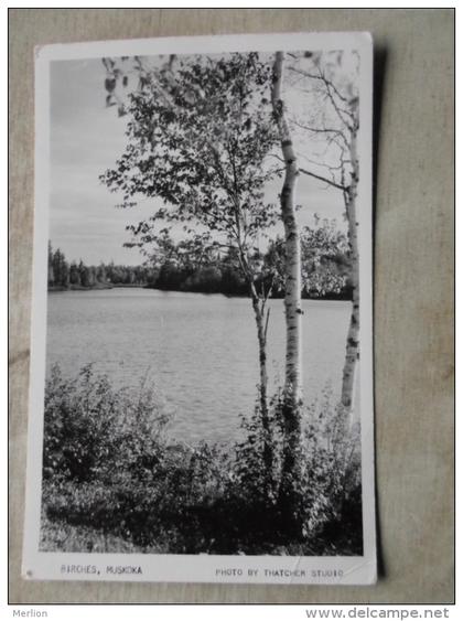 Canada - Ontario - Birches - MUSKOKA -  RPPC    D124212
