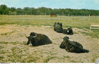 CPM Canada Edmonton Alberta Bisons