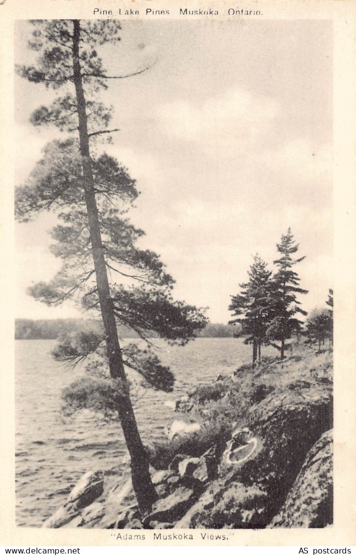 Canada Pine Lake Pines Muskoka Ontario vintage postcard B776