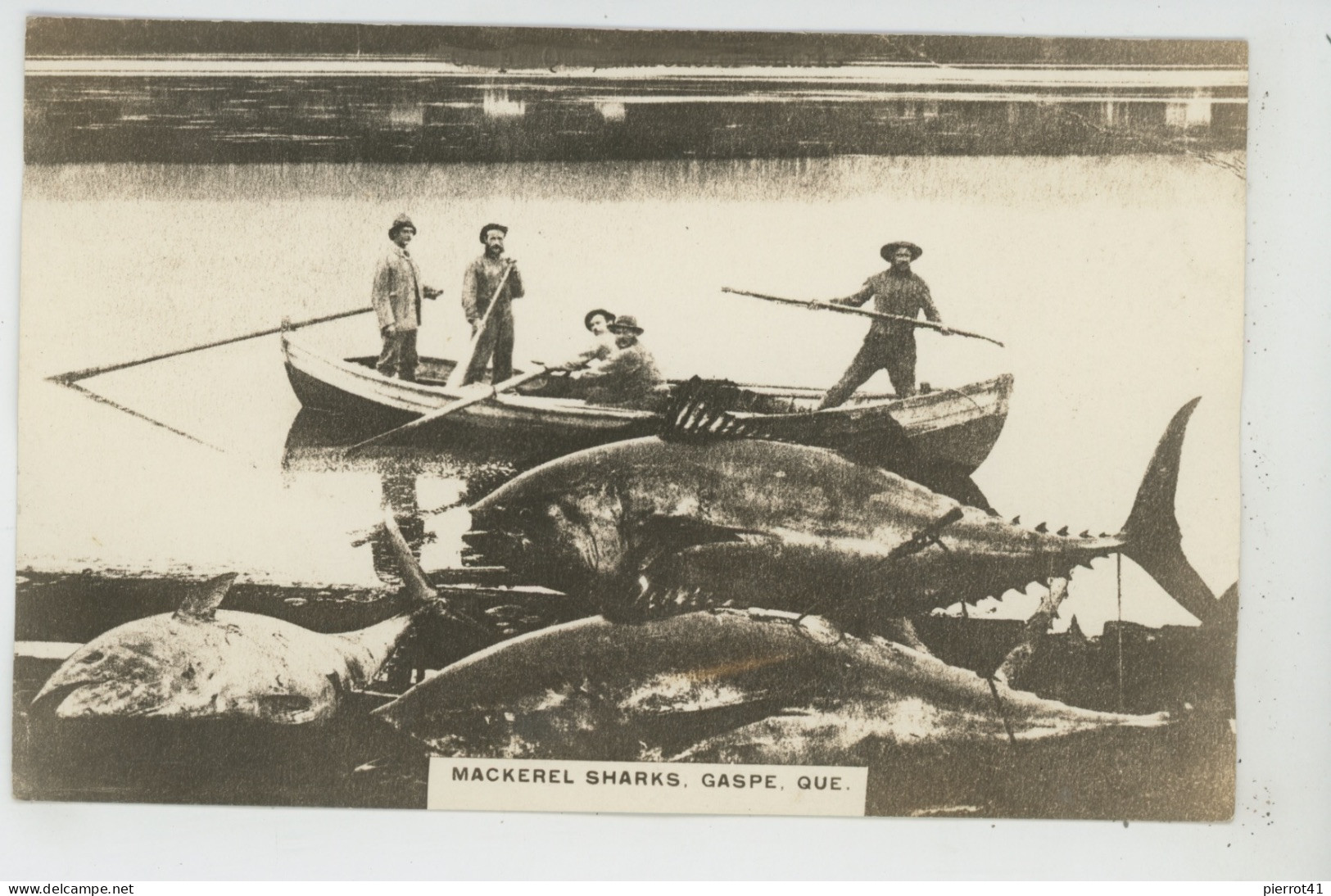 CANADA - QUEBEC - GASPE - Mackerel Sharks - Edit. E. L'ESPERANCE