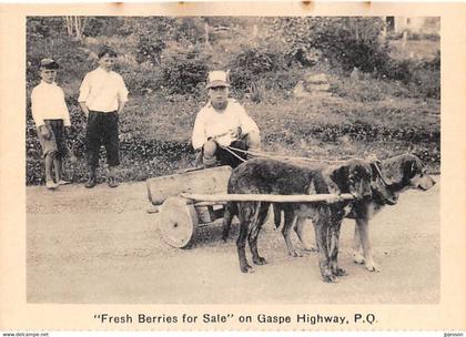 QUEBEC - "FRESH BERRIES FOR SALE" ON GASPE HIGHWAY - ATTELAGE DE CHIENS
