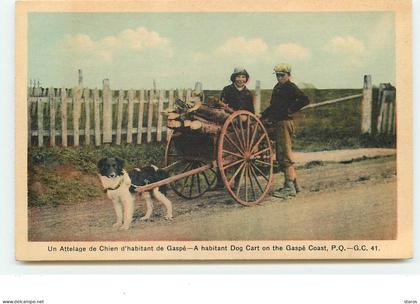 Un Attelage de Chien d'habitant de GASPE