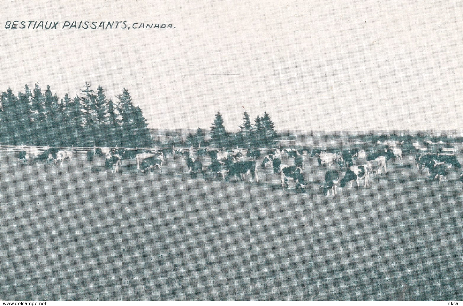 CANADA(VACHE) SAINT JEAN