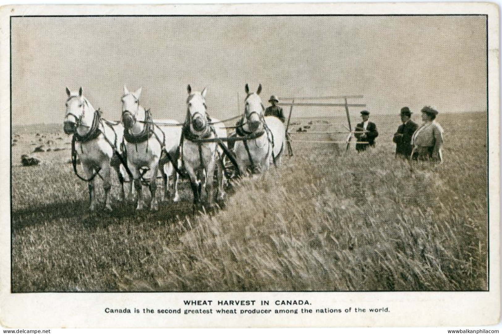 Canada Wheat Harvest with Horses