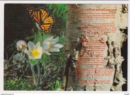 AK 07145 CANADA - The Prairie Crocus