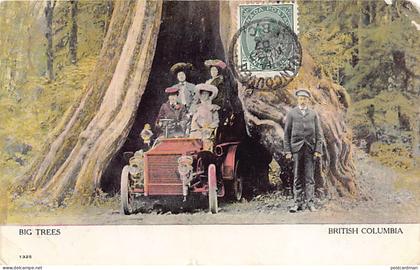 Canada - British Columbia - Big Trees