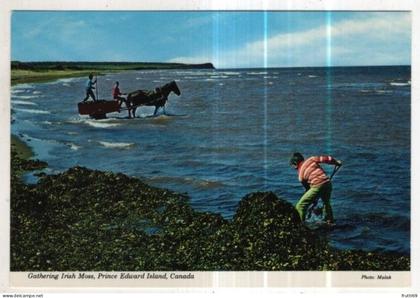 AK 260365 CANADA - Gathering Irish Moss