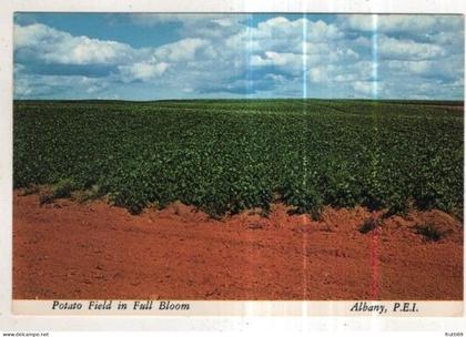 AK 260486 CANADA - Albany - Potato Field in Full Bloom