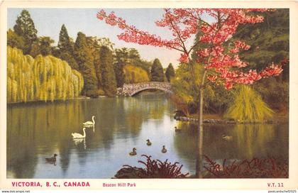 B5488 Victoria Canada Beacon Hill Park Swan