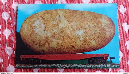 CPSM LES FAMEUSES PATATES DE NOUVEAU BRUNSWICK CANADA 1983 POTATOES